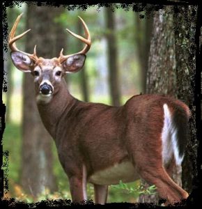 White Tail Deer