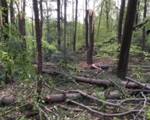 WahMAINT-201805StormDamage-Stump WahMAINT-201805StormDamage-Stump