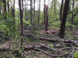 WahMAINT-201805StormDamage-Stump WahMAINT-201805StormDamage-Stump