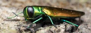 SeqMAINT-Emerald Ash Borer Beetle_202201